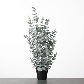 Eucalyptus in pot H91cm Green