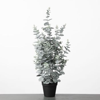 Eucalyptus in pot H72cm Green