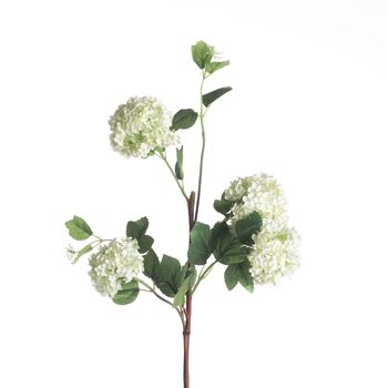 Viburnum Snowball x4 L84cm White