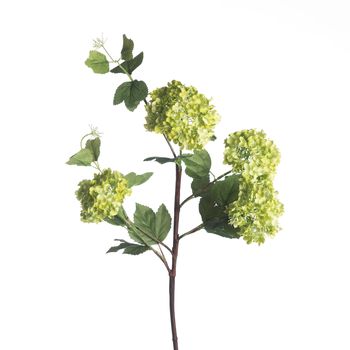 Viburnum Snowball x4 L84cm Green