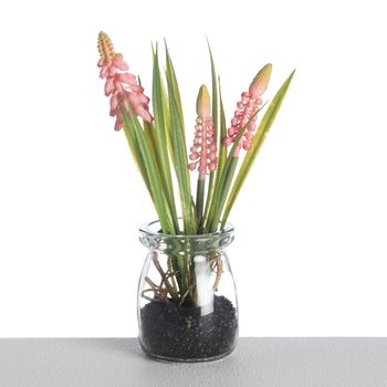 Muscari im Glastopf L18cm Rosa