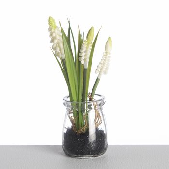 Muscari im Glastopf L18cm Weiß