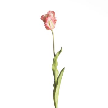 Real Touch Parrot Tulip L60cm Pink