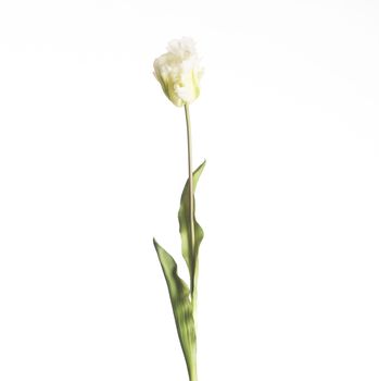 Real Touch Parrot Tulip L60cm White