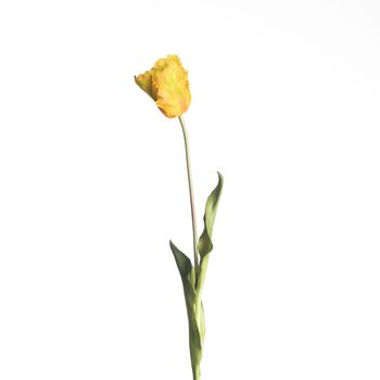 Real Touch Parrot Tulip L60cm Yellow