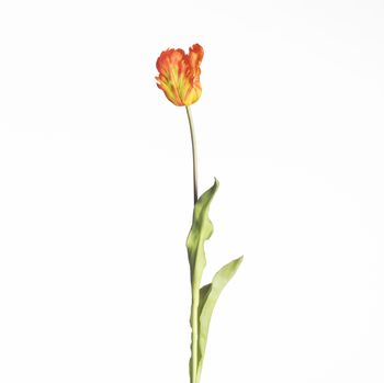 Real Touch Parrot Tulip L60cm Orange