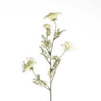 Daucus Carota L96cm White