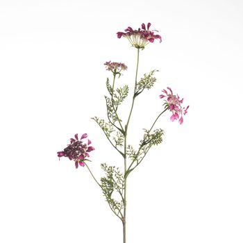 Daucus Carota L96cm D.Pink