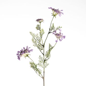 Daucus Carota L96cm Lavender