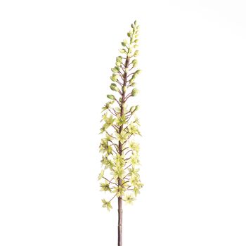 Eucomis Spray L87cm Green