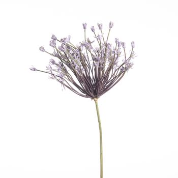 Allium Schubertii L120cm Lavender