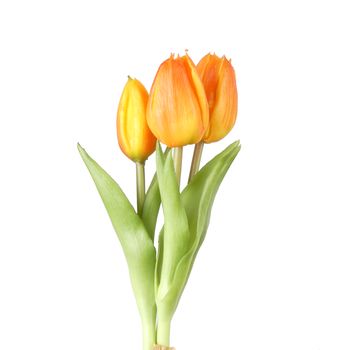 Tulpe Bündel x3 L30cm Orange