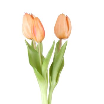 Real Touch Tulip Bundle x3 L30cm Peach