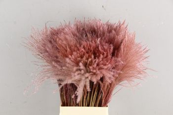 DF Miscanthus Bs(15pc) Light Pink 75cm