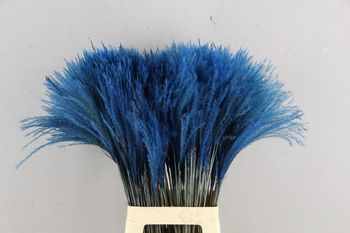 DF Miscanthus Bs(15pc) Blue 75cm