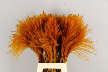 DF Miscanthus Bs(15pc) Orange 75cm