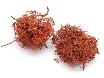 Curly moss orange 500g