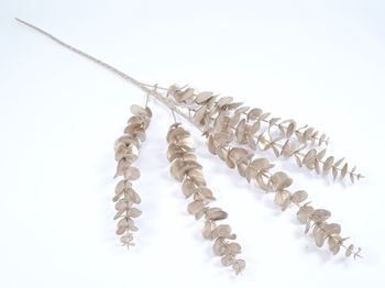 Eucalyptus spray champagne 84cm
