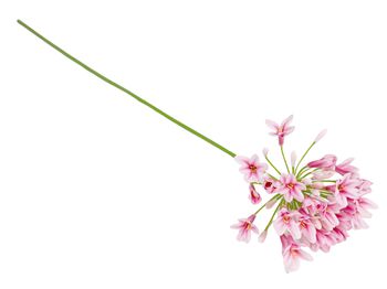 Agapanthus fuchsia 73cm