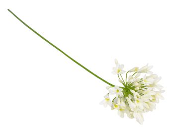 Agapanthus cream 73cm