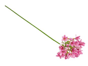 Agapanthus dark pink 73cm