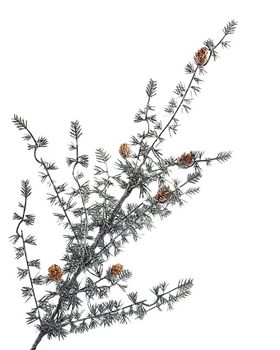 Ming Pine Spray 81cm Green/White