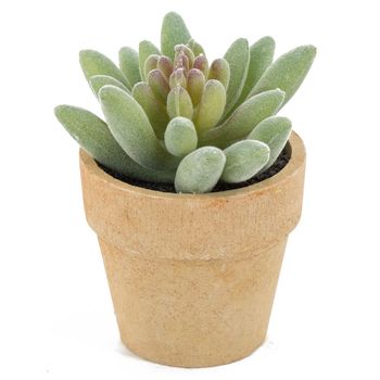 Vetplantje in potje 7x7x9cm
