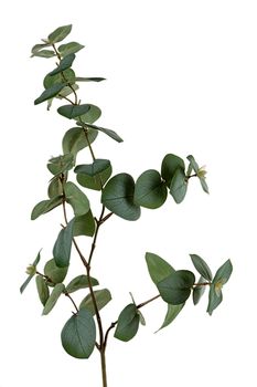 Eukalyptus l73cm grün