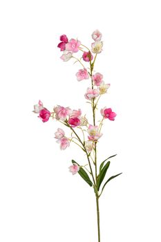 Campanula l95cm rosa