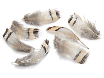 Partridge feathers 4-8cm 15gr