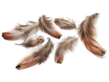 Pheasant breast feathers 4-8cm 15gr