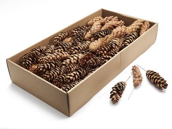 Bijsteker 'Pinus Strobus' naturel 100pcs