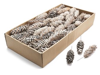 Bijsteker 'Pinus Strobus' bevroren wit 100pcs