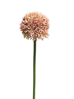Allium globemaster pink small 44cm