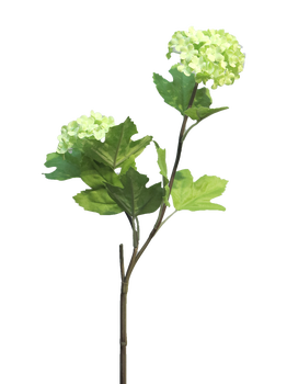 Viburnum Roseum x2 green 50cm