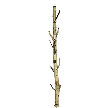 Branch birch Ø8x200cm Natural