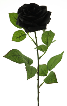 Rosa Dijon black 64cm