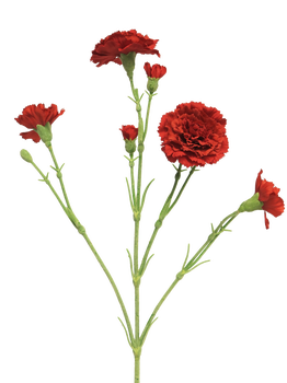 Dianthus Charly red 62cm