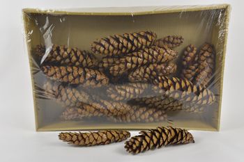 Dennenappel 'Strobus' gelakt ±25cm 25pcs