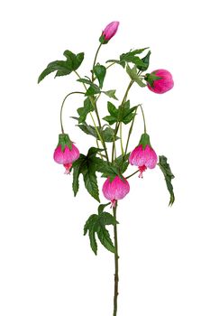 Abutilon l80cm roze