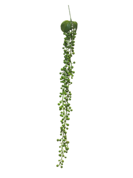 Senecio hanger green 60cm