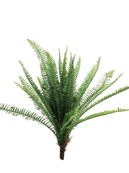 UV Fern Torres Sunrise 60cm (6 months UV-protected)