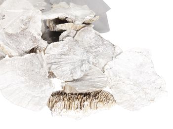 pb. Schwamm Pilz (8-10cm) weiß waschen 500 gr