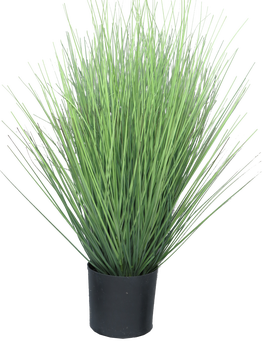 King festuca green in pot 60cm