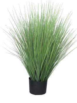 King festuca green in pot 76cm