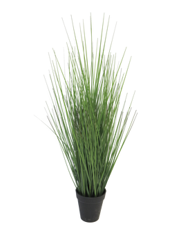 King festuca green in pot 61cm