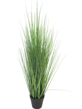 King festuca green in pot 86cm