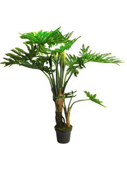 Philodendron Wasimbu green 155cm