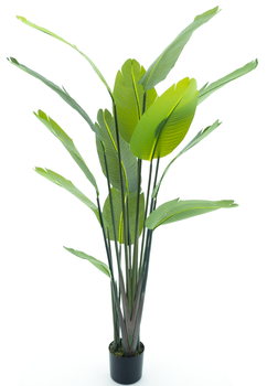 Strelitzia-Palme im Topf 187cm