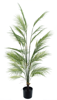 Areca palm Ilona in pot green 150cm